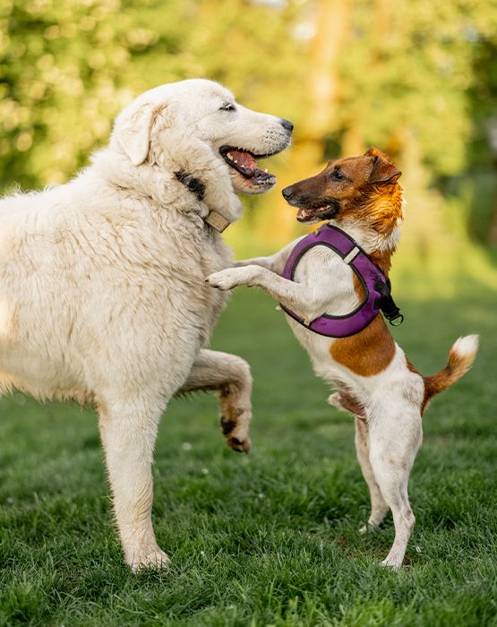 adorable dogs playing green meadow