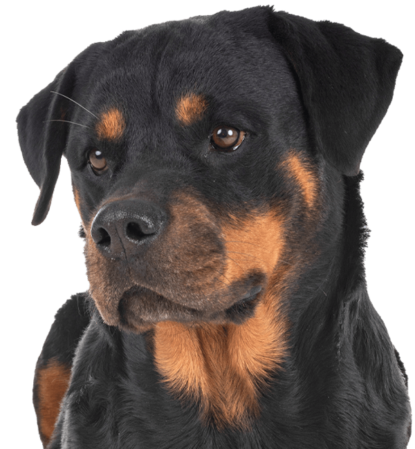 rottweiler dog breed isolated on transparent background