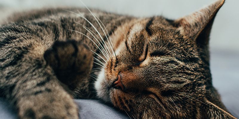 closeup portrait sleeping cat bed