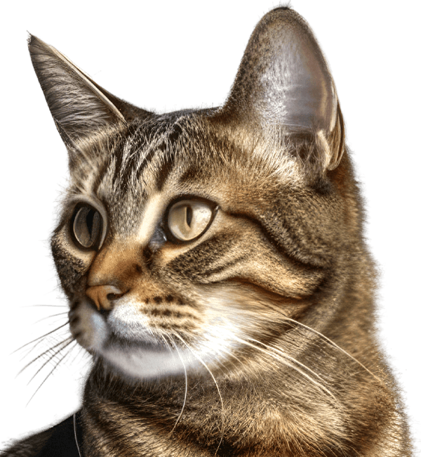 sitting cat transparent background generative